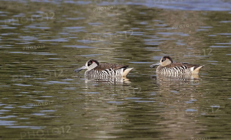 Pink-eared Duck