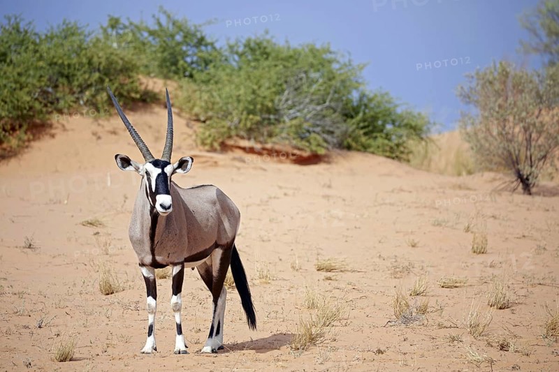 Gemsbok