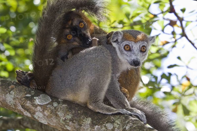 Crowned female lemur with brown lemur hybrid