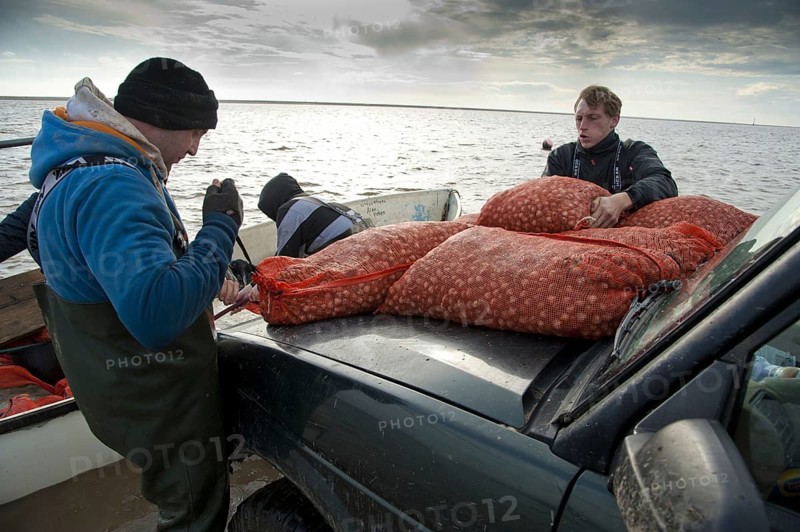 Licensed cockle pickers unloading from boat after picking from cockle beds