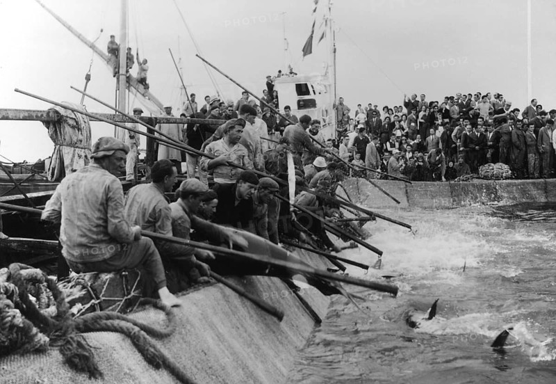 Mattanza tuna fishing