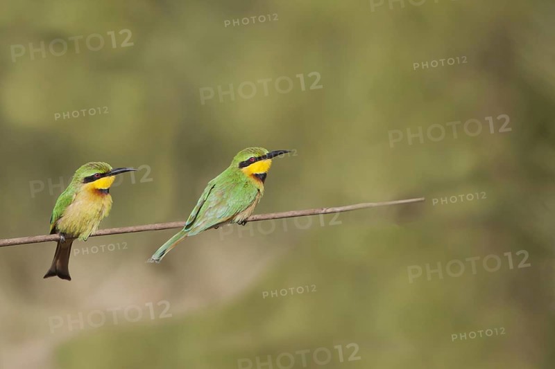 Lesser bee-eater