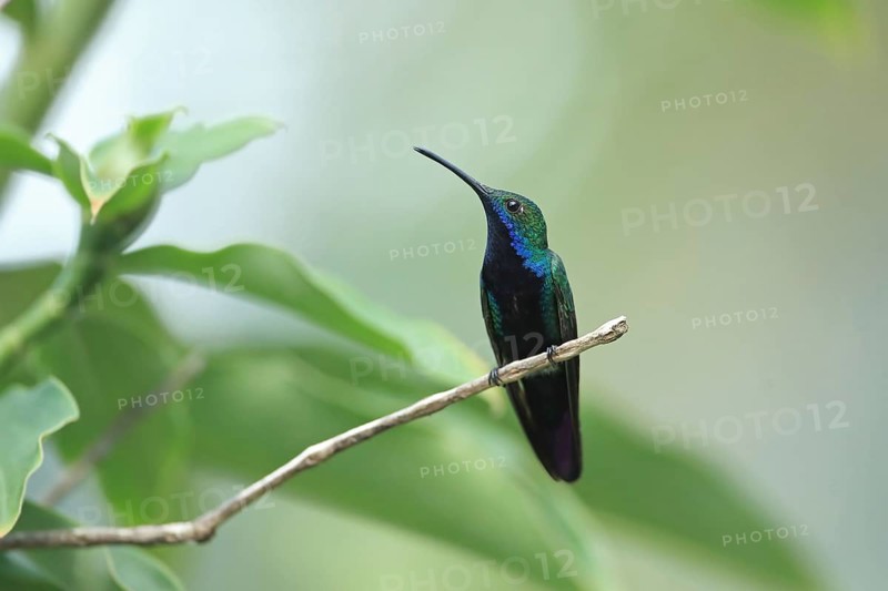 Black-throated Mango