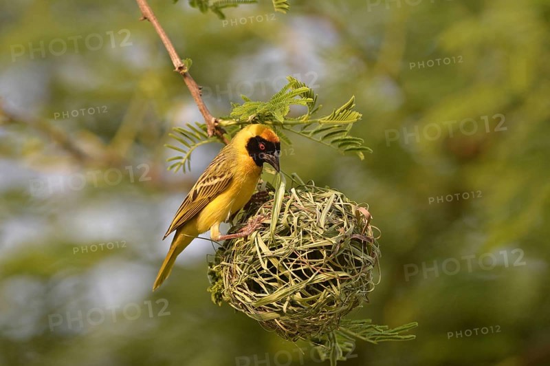 Southern masked weaver