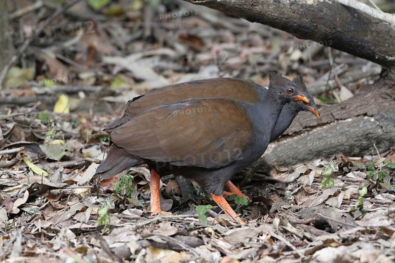 Orange-footed Scrubfowl