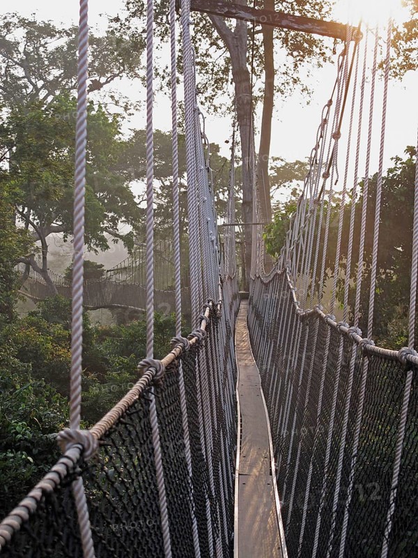 View along canopy walkway through tropical rainforest in early morning