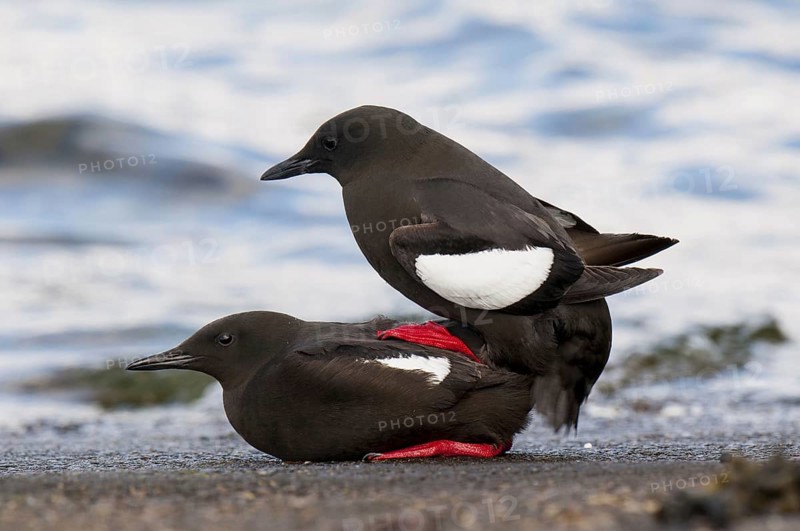 Black guillemot