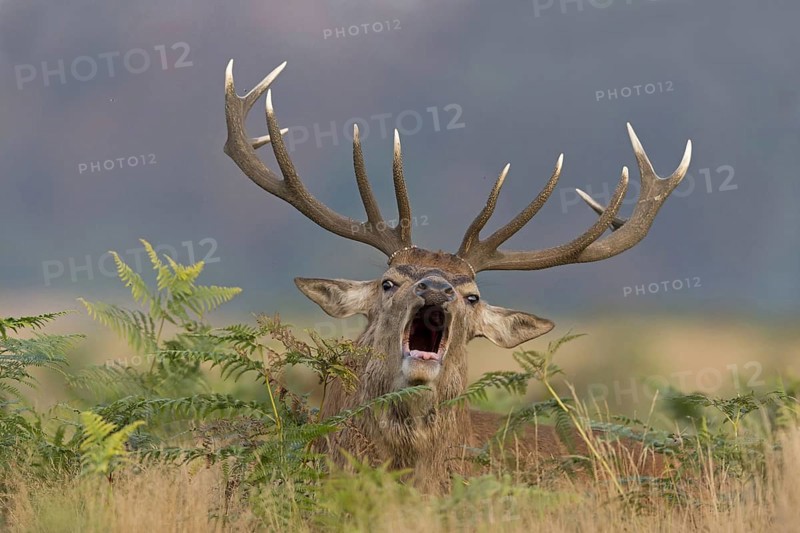 Red deer
