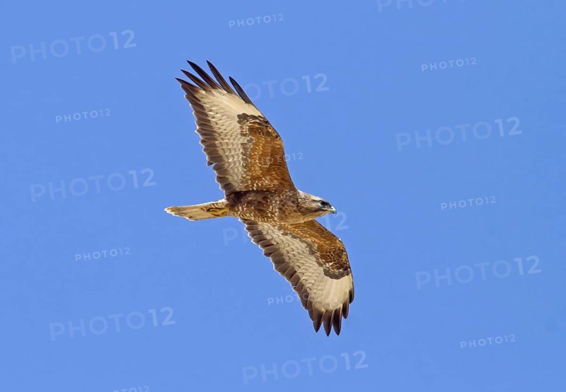 Steppe Buzzard