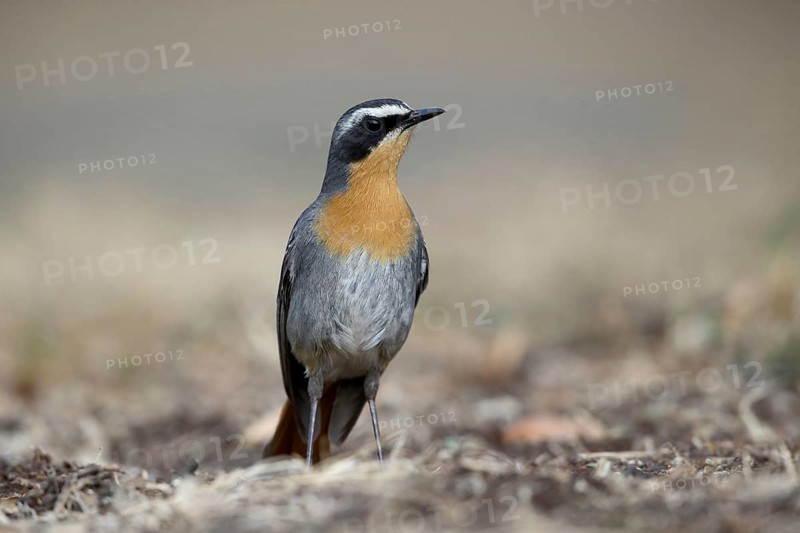 Cape Robin-chat