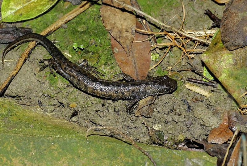 Great Crested Newt