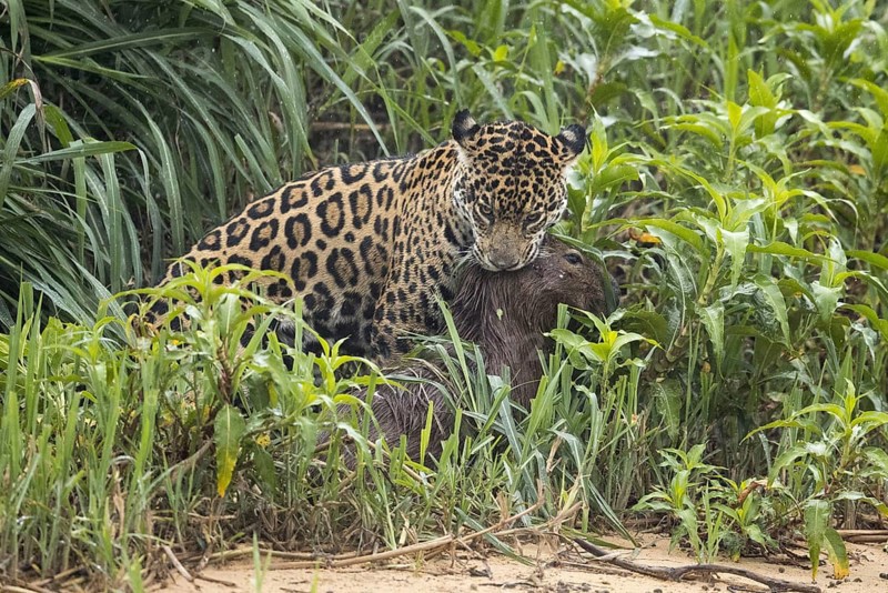 South american jaguar