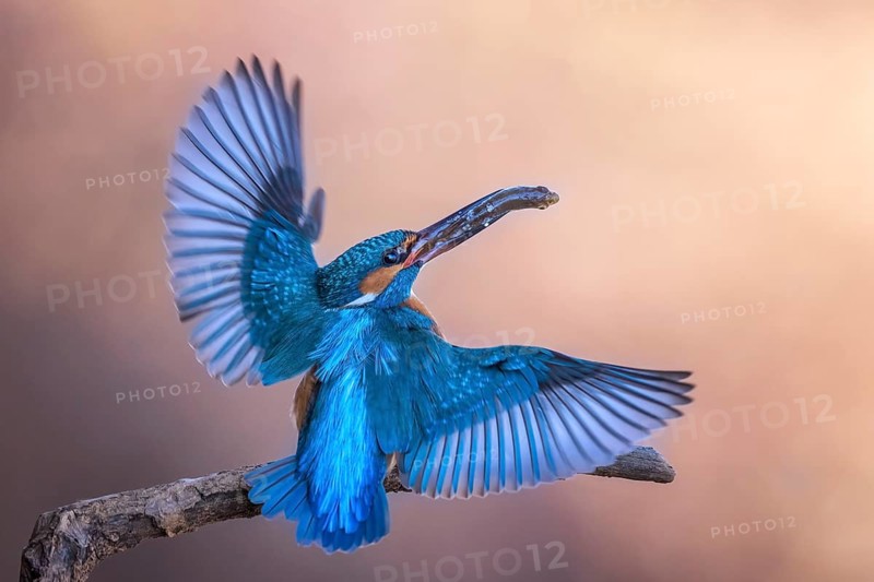 Common kingfisher