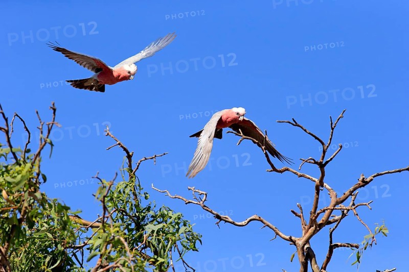 Pink Cockatoo