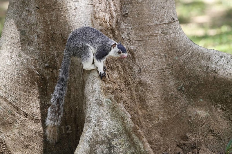 Adult Grizzled Giant grizzled giant squirrel
