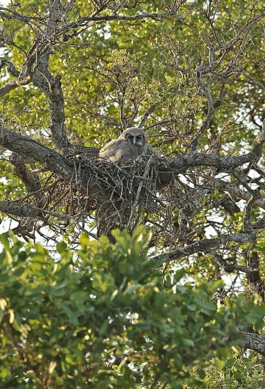 Verreaux's verreaux's eagle-owl