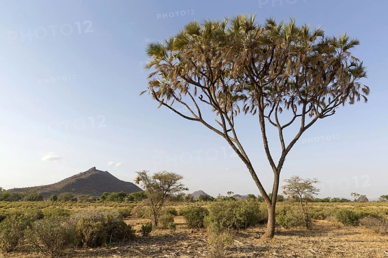 Growth form of the Doum palm