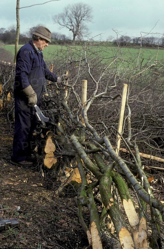 Laying human hedges