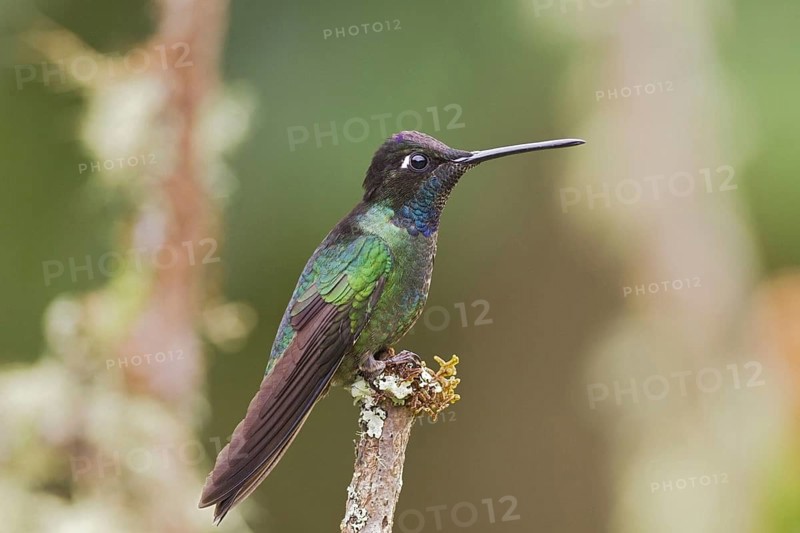 Magnificent Hummingbird