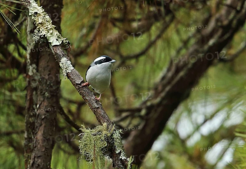 Blyth's Shrike-babbler