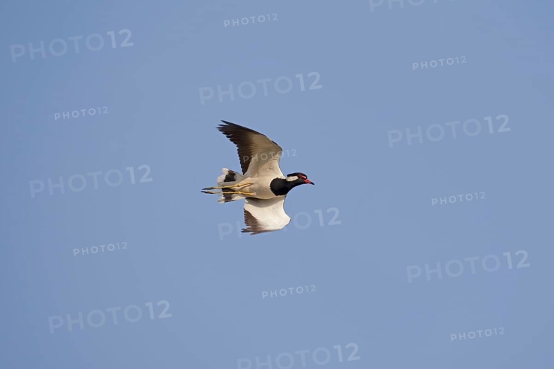 Red-wattled Lapwing
