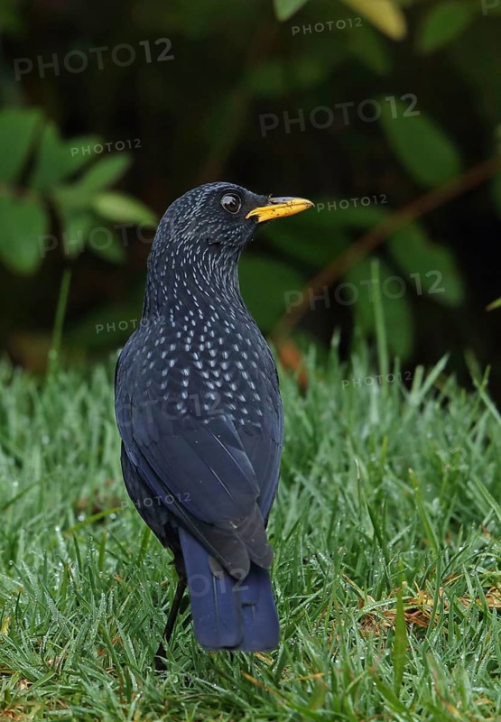 Blue whistling thrush