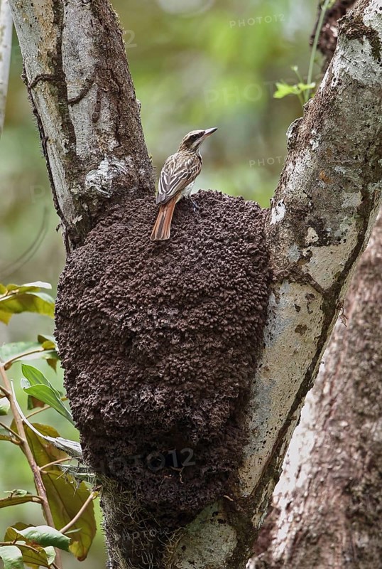Streak Flycatcher