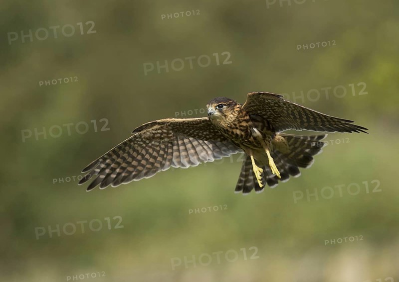 Merlin