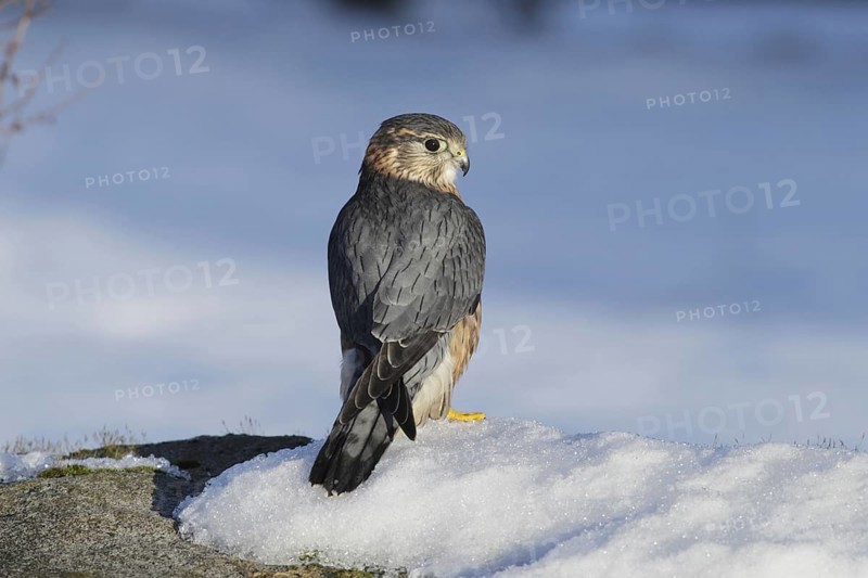 Merlin