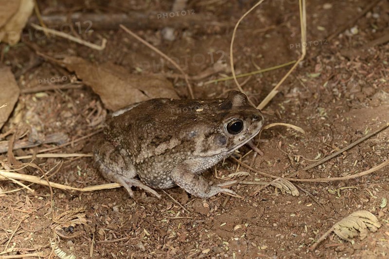 Gutteral Toad