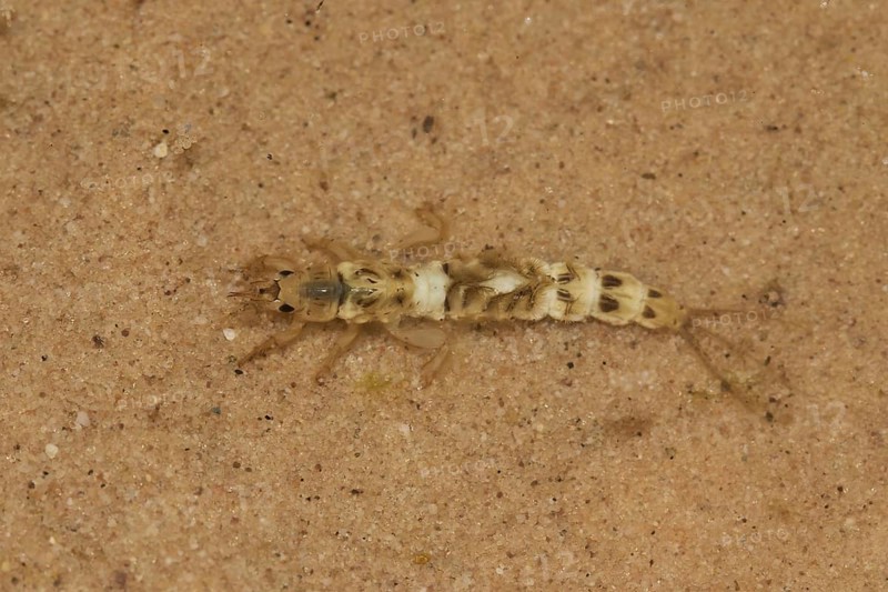 Common Burrower Mayfly