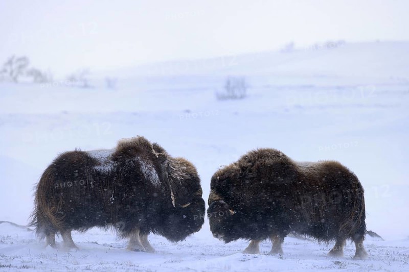 Musk oxes