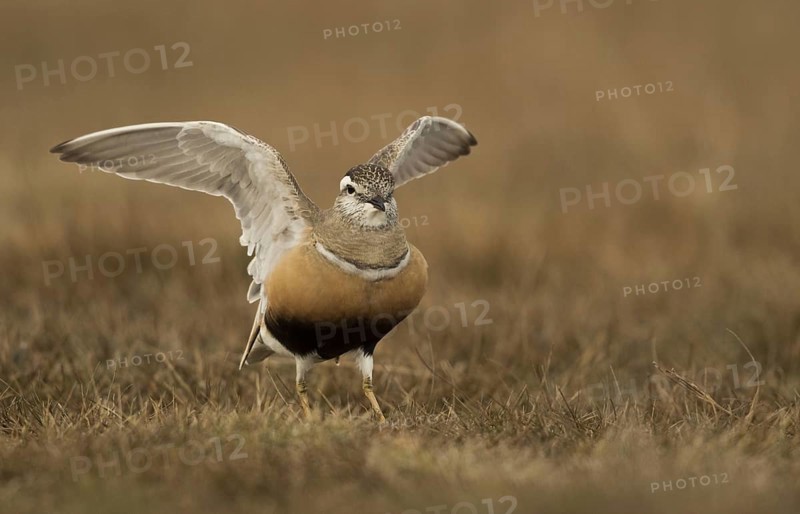 Dotterel Female