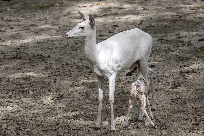 Leucistic White tailed Deer female with fawn