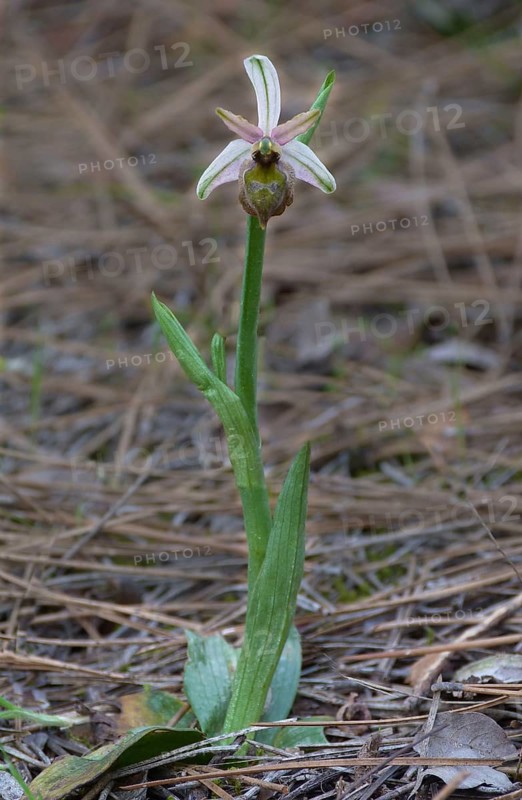 Elagant elagant orchid