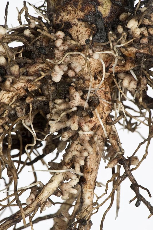 Root nodules for nitrogen fixation by Rhizobium bacteria