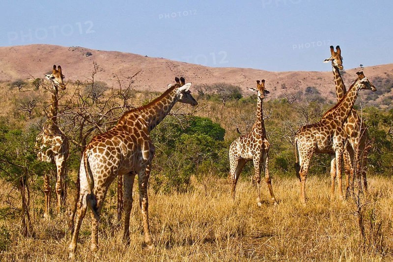 Herd of giraffes