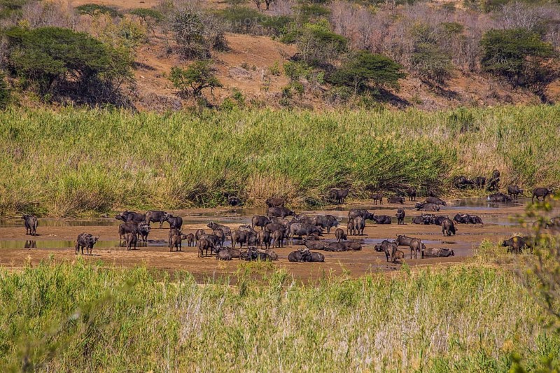 Herd of african buffalo