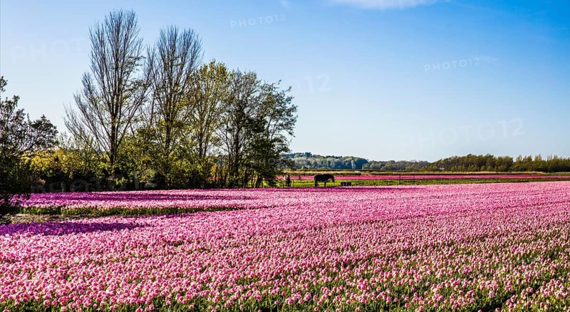 Flowering tulip fields