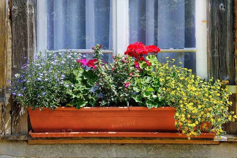 Blumenkasten am Fenster im Kraeutergarten des ehemaligen Frauenklosters Inzigkofen