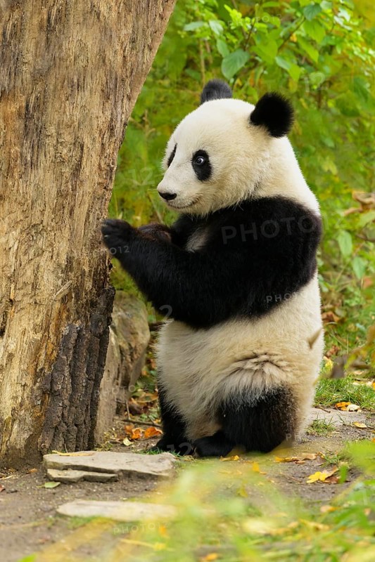 Giant Panda