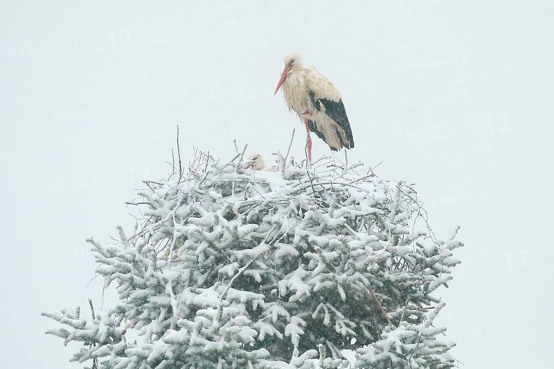 Pair of white storks in the midst of a snowstorm in their nest during the breeding season