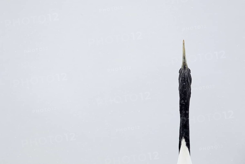 Adult Japanese red-crowned crane