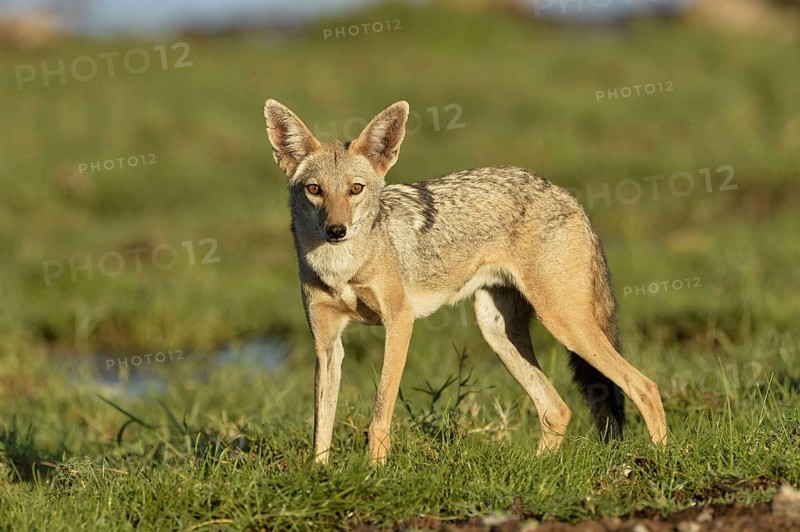 African Golden Wolf