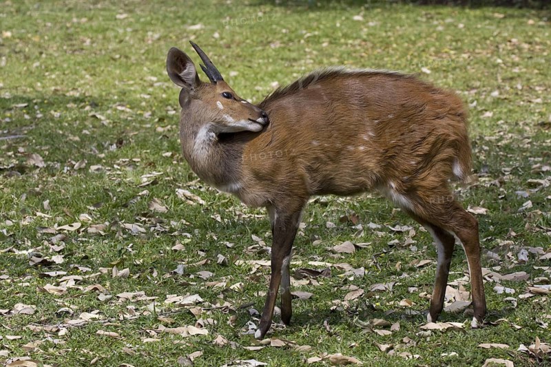 Bushbuck