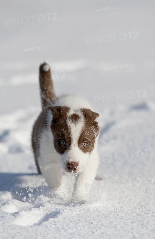 Domestic dog