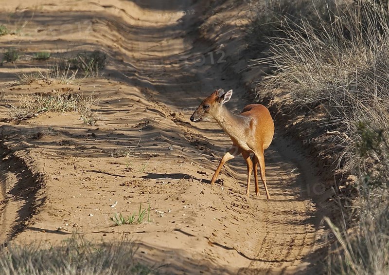 Red forest duiker