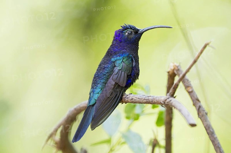 Violet Sabrewing