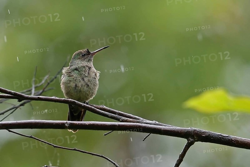 Scaly-breasted Hummingbird