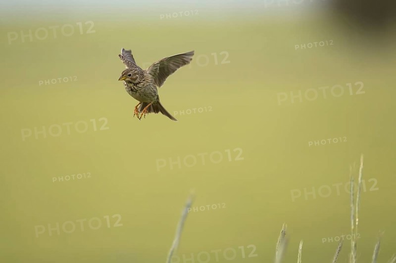 Corn Bunting